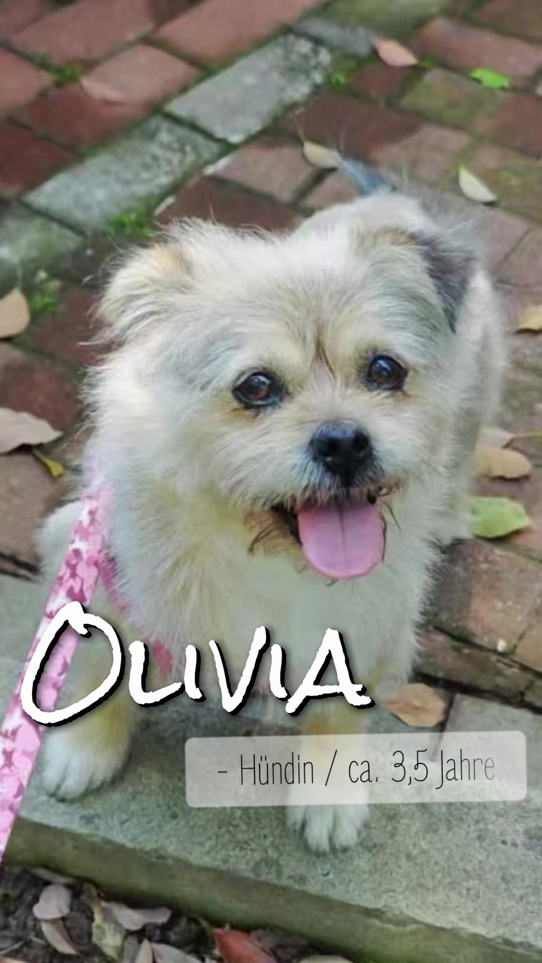 @Bao_En_Temple_animalrescue