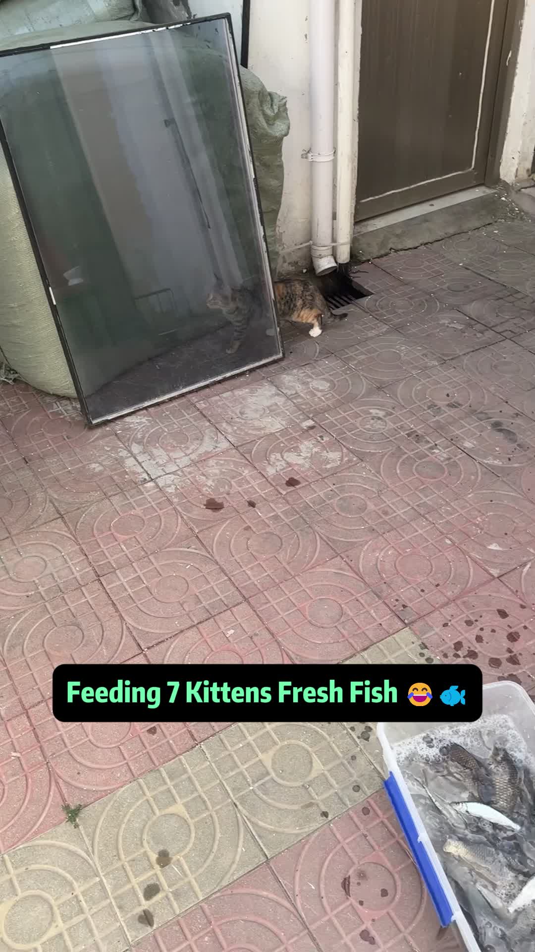 @Stray Cat Talkz