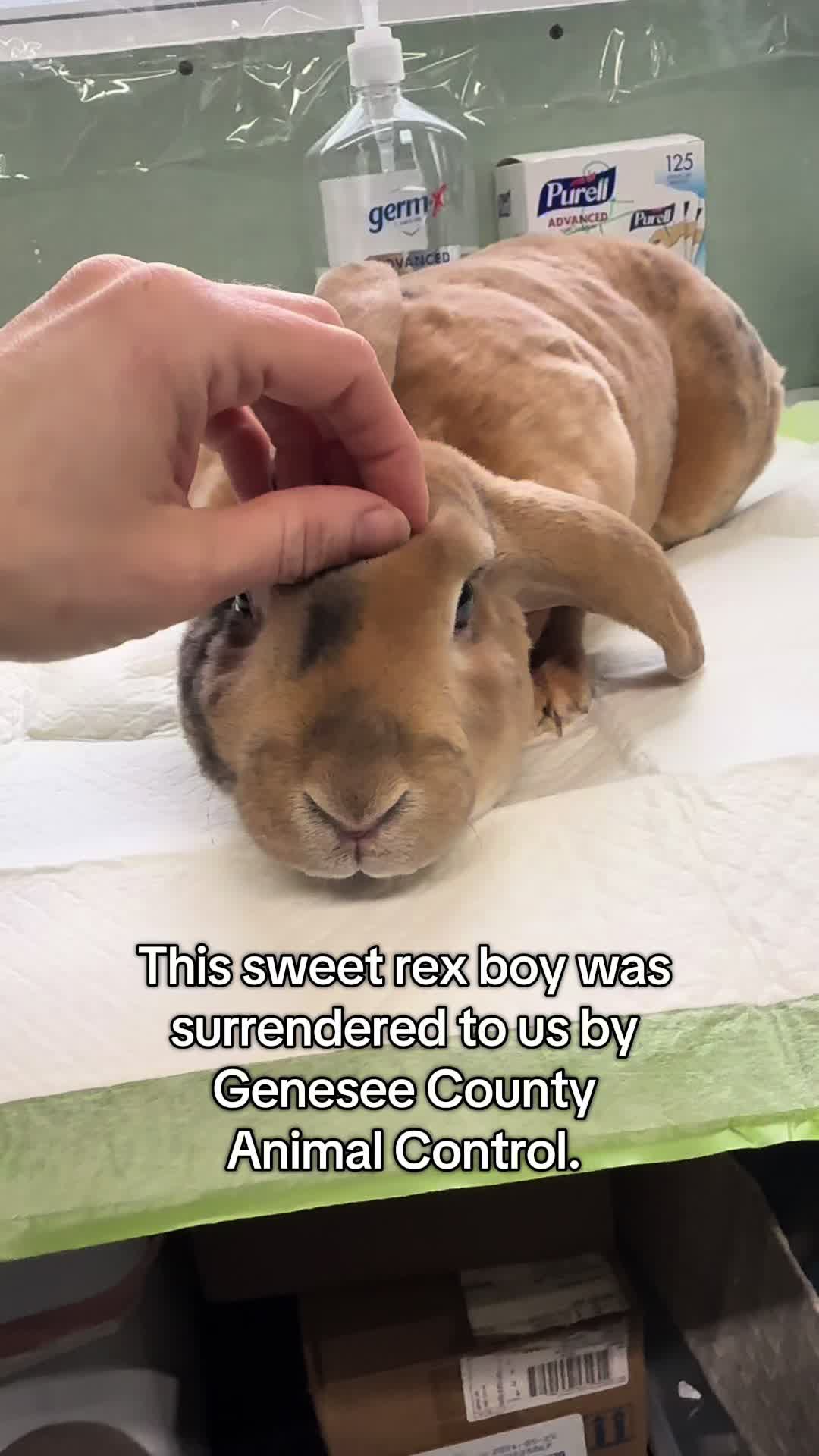 @Romeo Rabbit Rescue