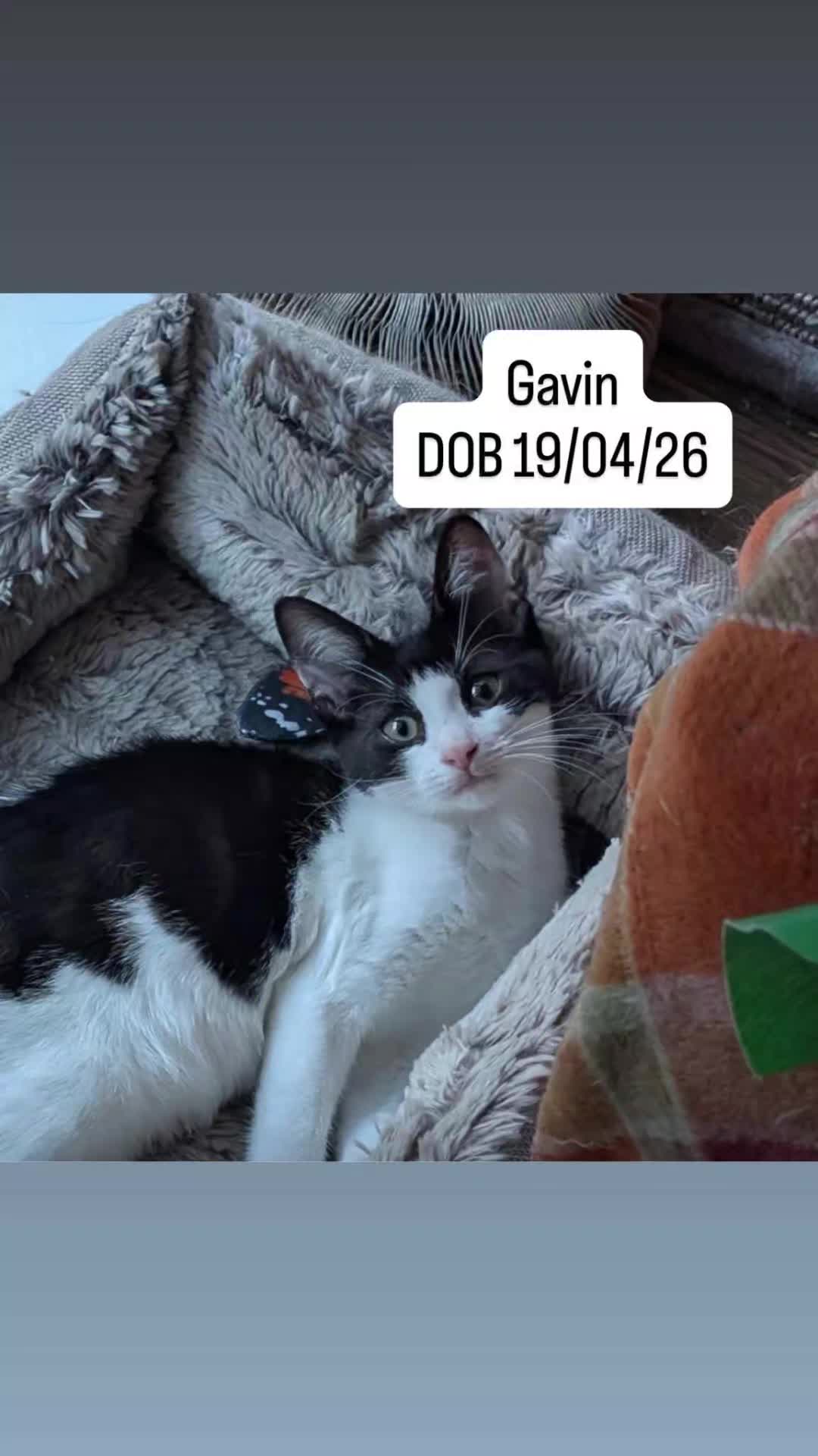 @Glossop Cat Rescue