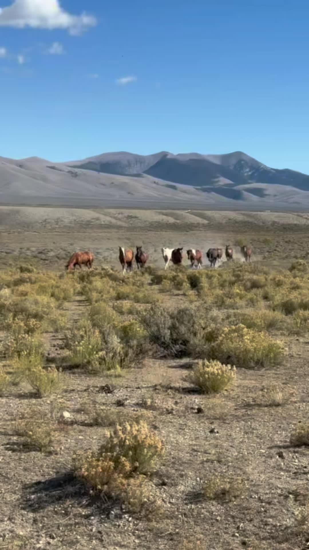 @RewildingAmericaNow