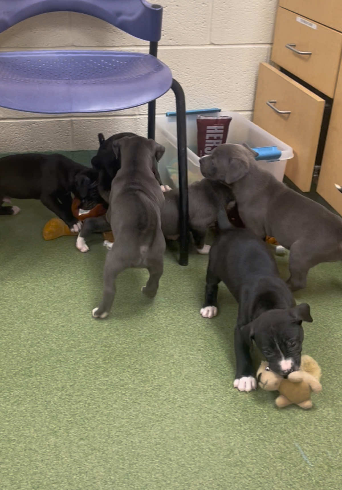 @rosieandtheshelterpups