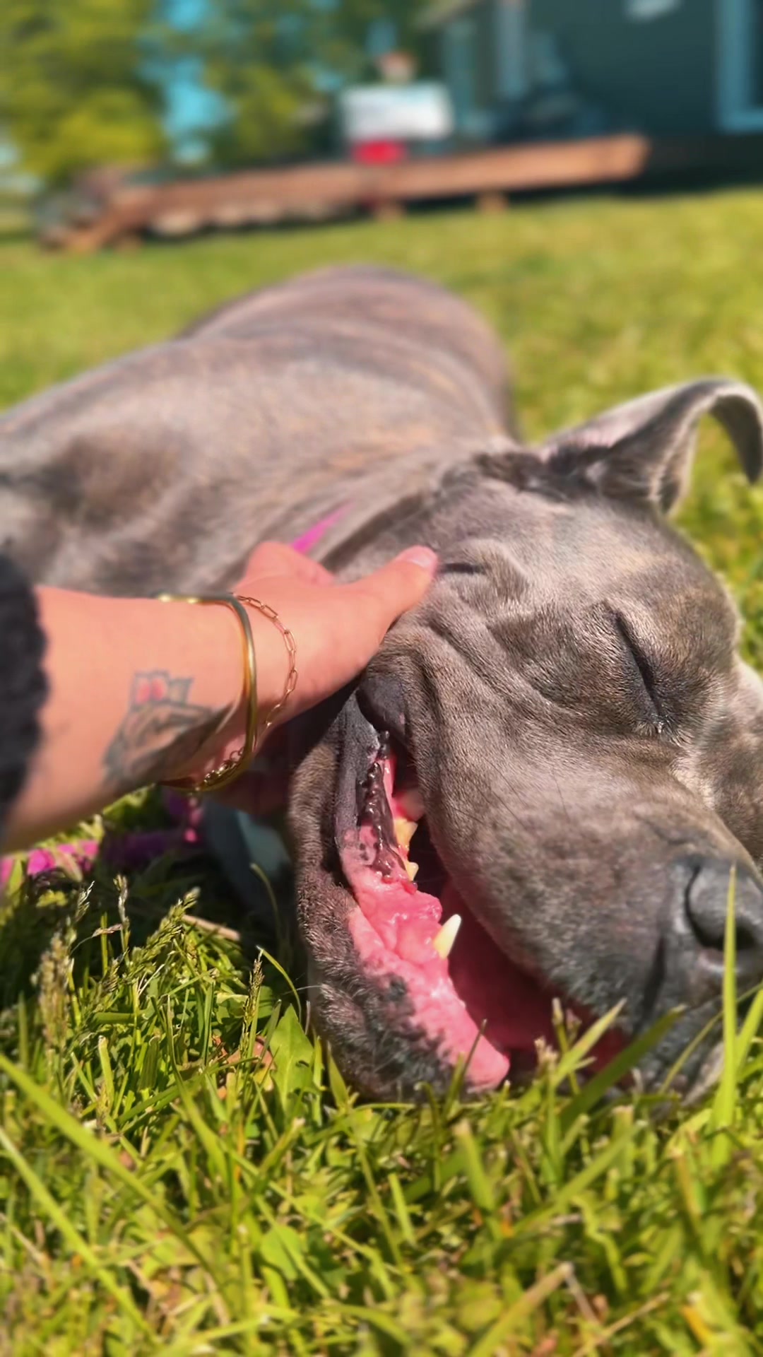 @americana_kennels