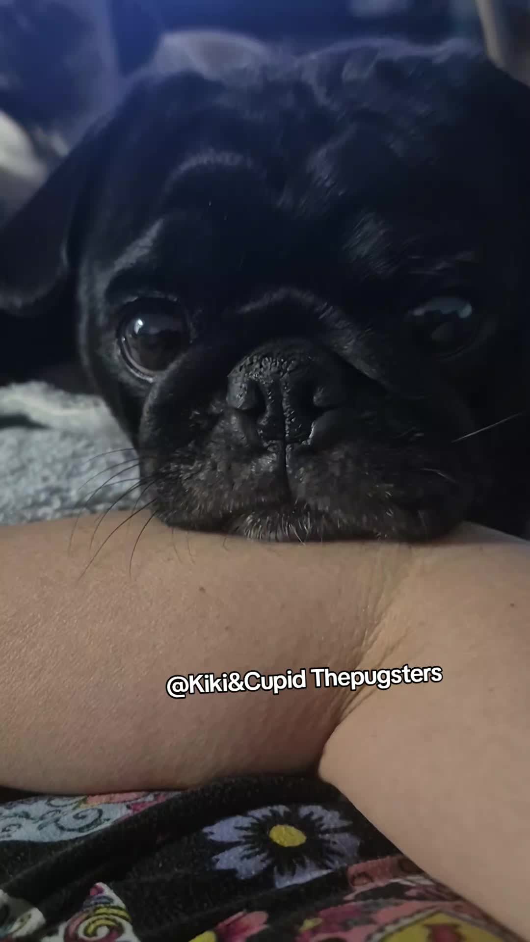 @Kiki&Cupid Thepugster