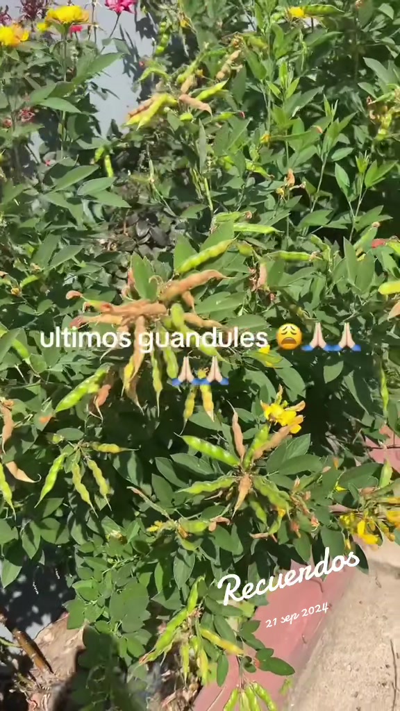 @Margarita Valdez