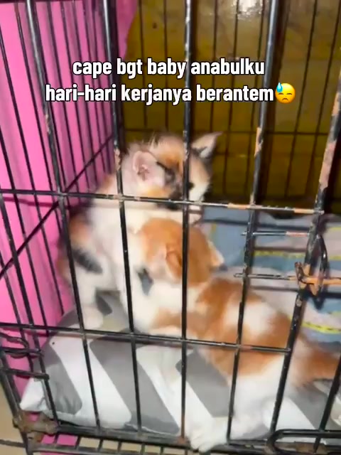 @saaaaa