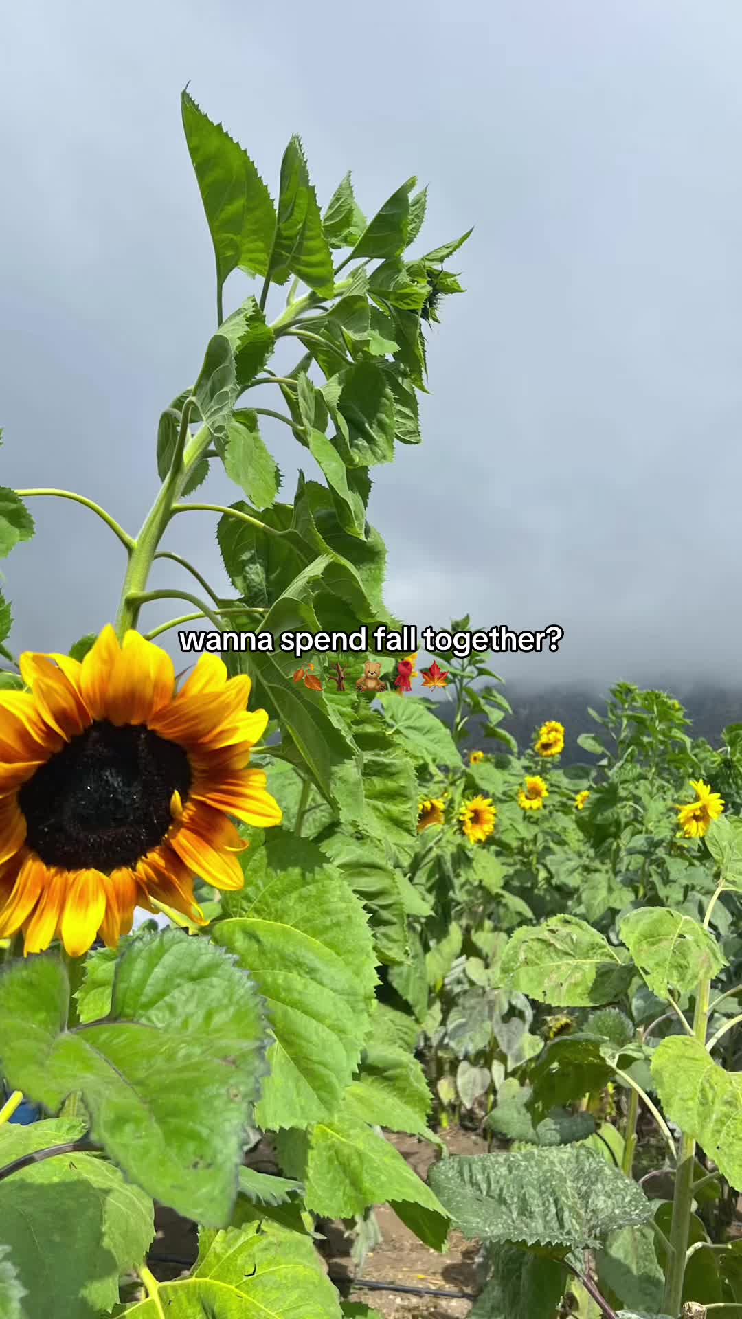 @Kaitlyn In Every Season