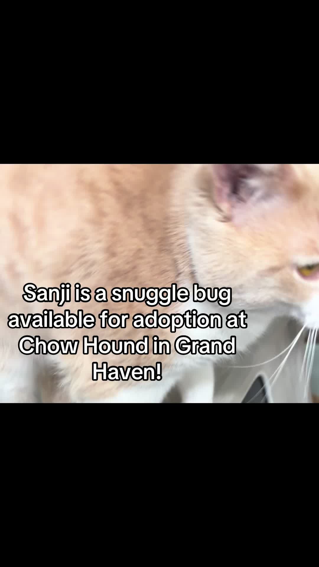 @Kovu&rsquo;s Kitties