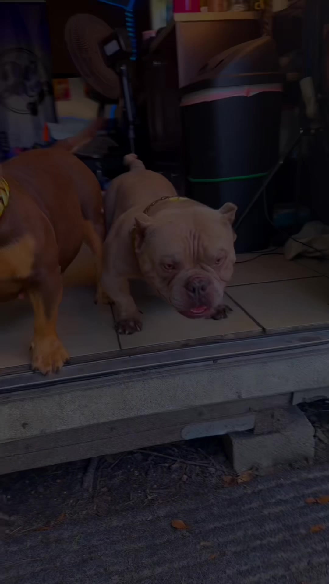 @Dog.gang.shop