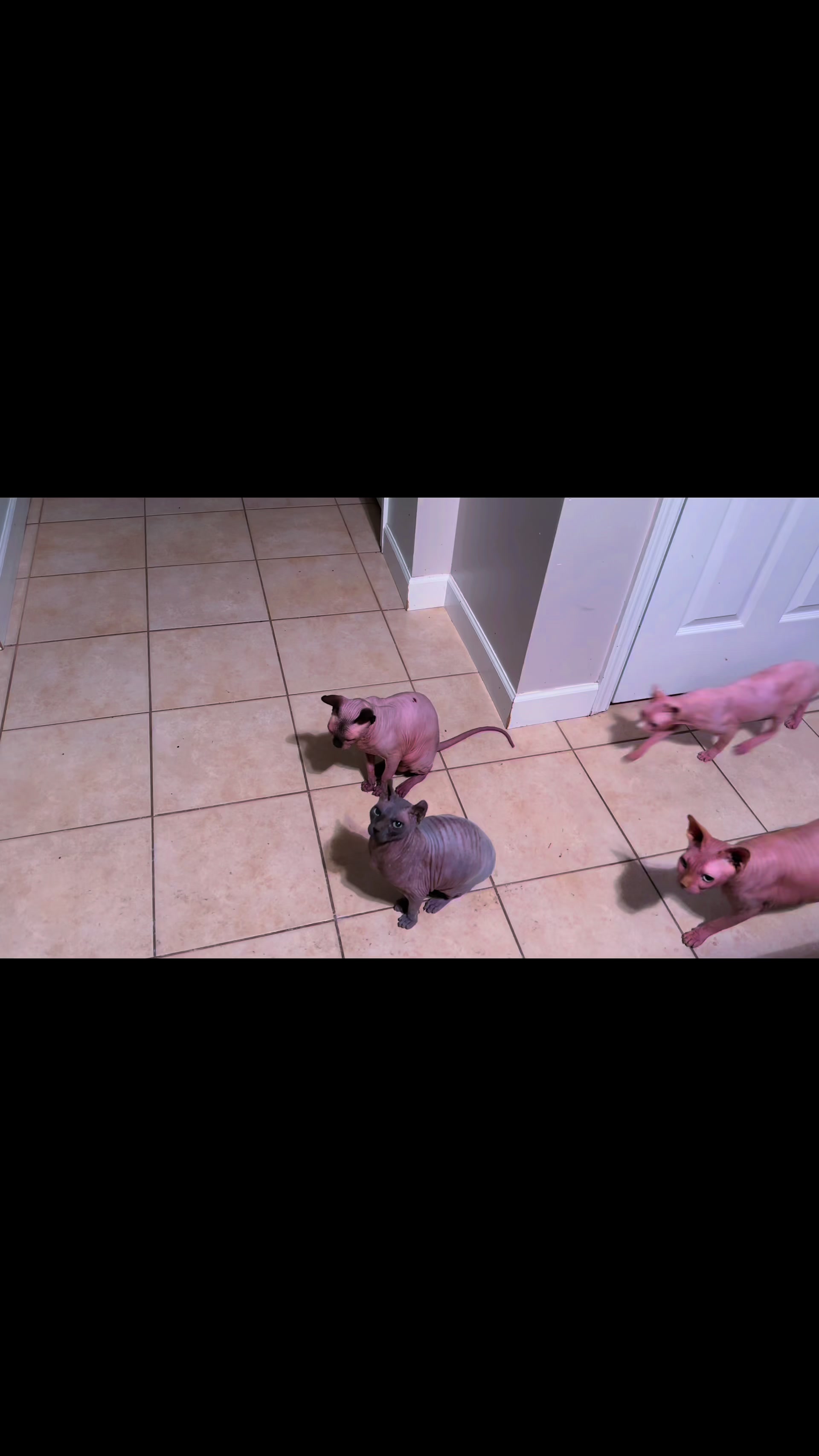 @MySphynxLife