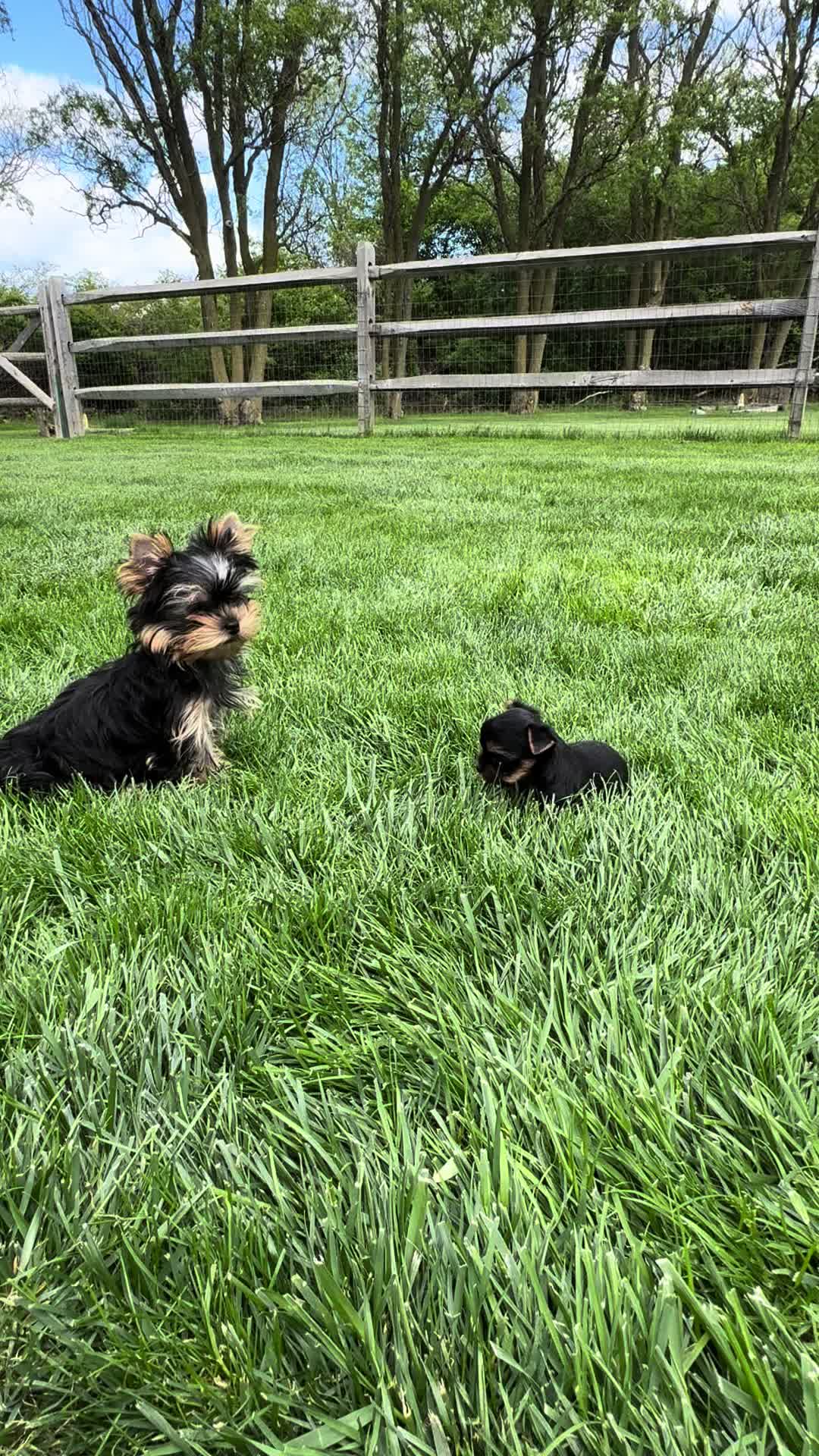 @Kimbrays Yorkies