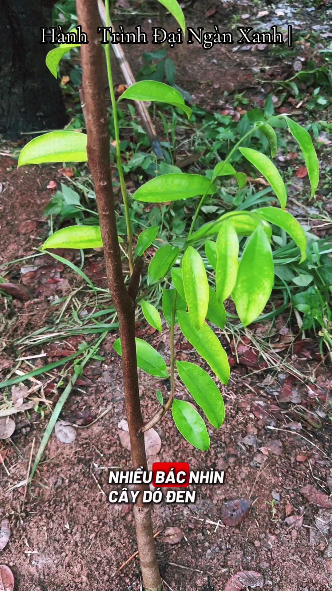 @D&oacute; Đen Việt !