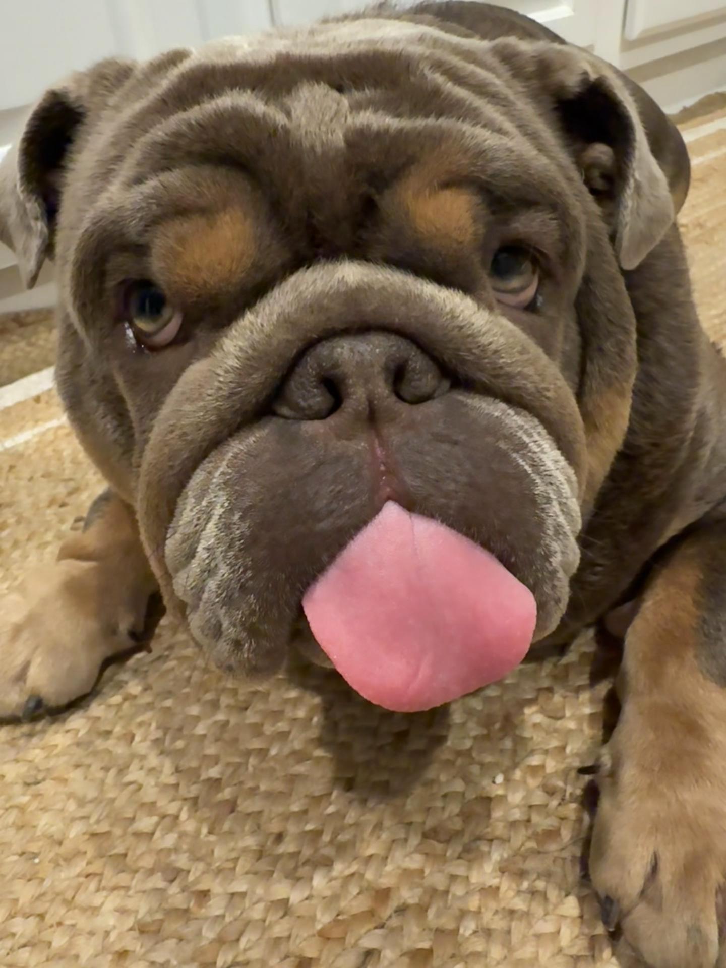 @RawlsTheBulldog