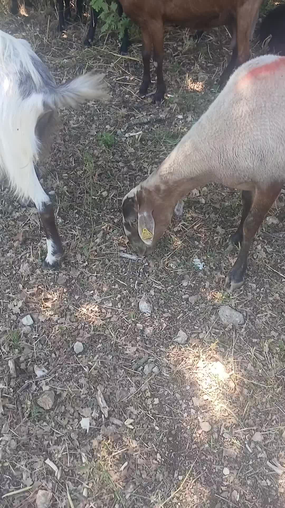 @Amato della vecchia