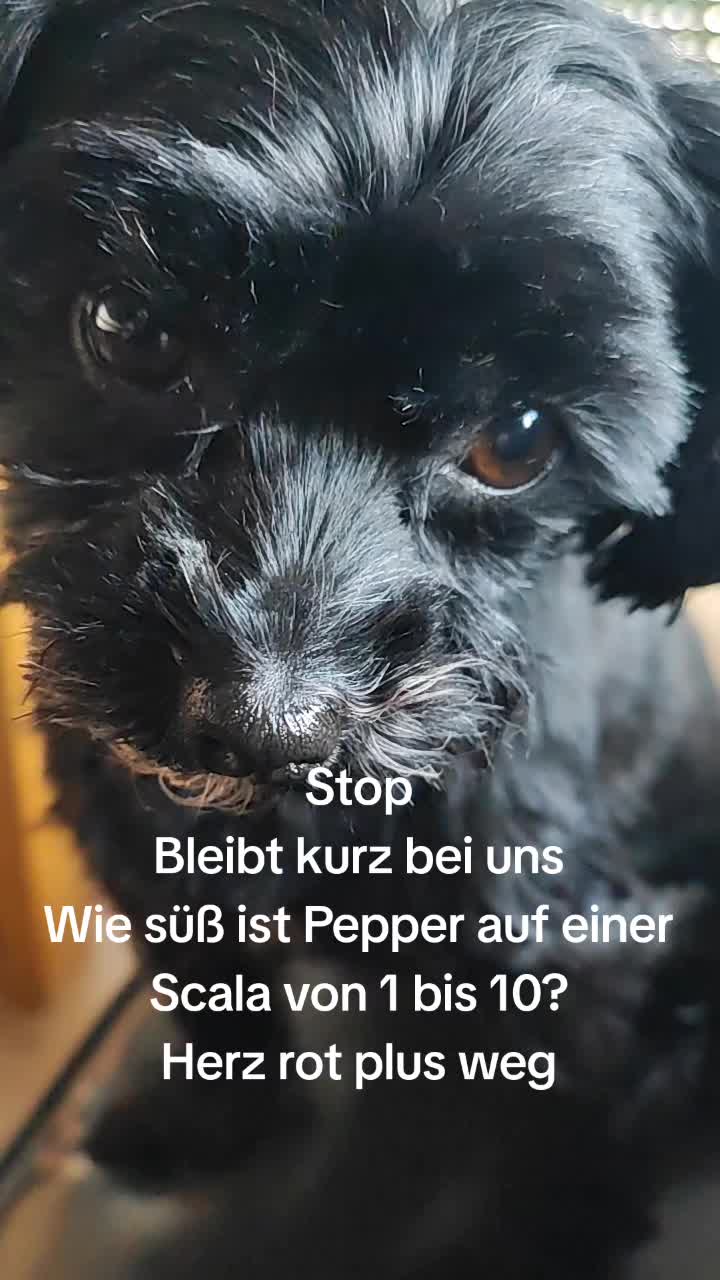 @P&ouml;ppi