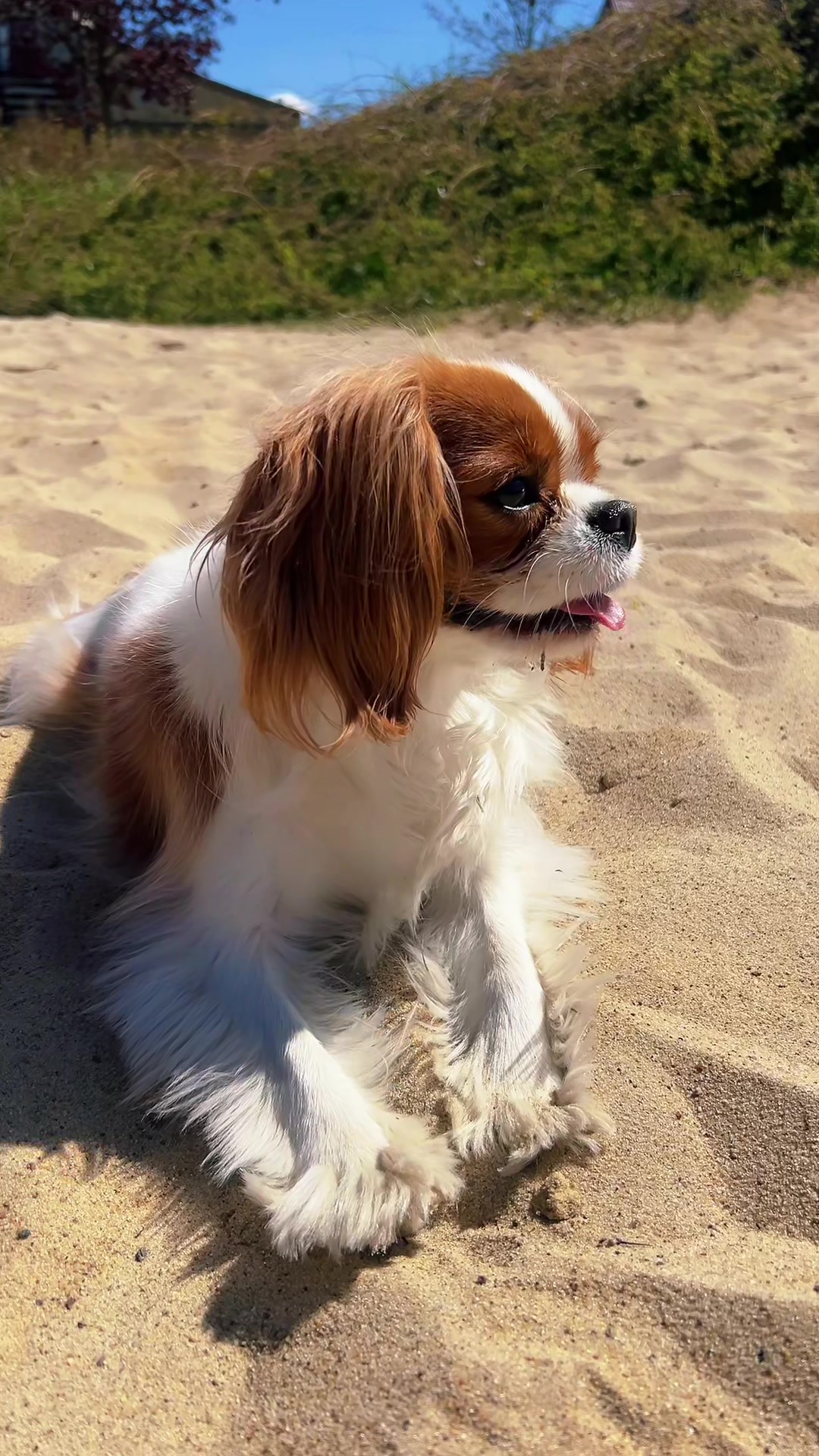 @Lilly Cavalier 🐶