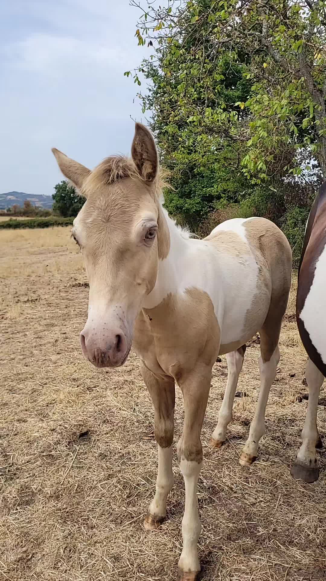 @Adaline des r&ecirc;veries ✨️🦄 ✨️