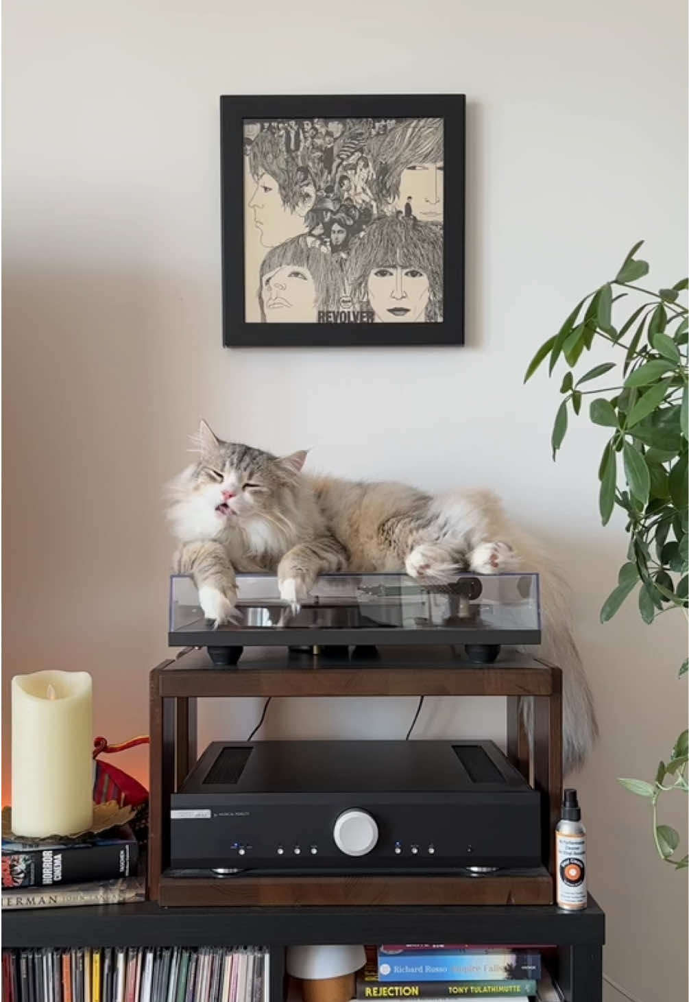 @Leon The Vinyl Cat