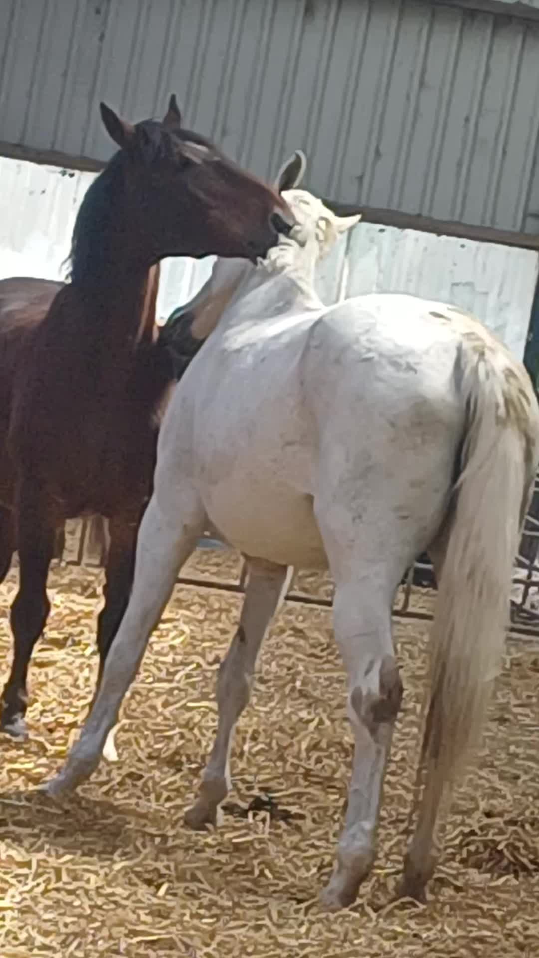 @equi_mandy