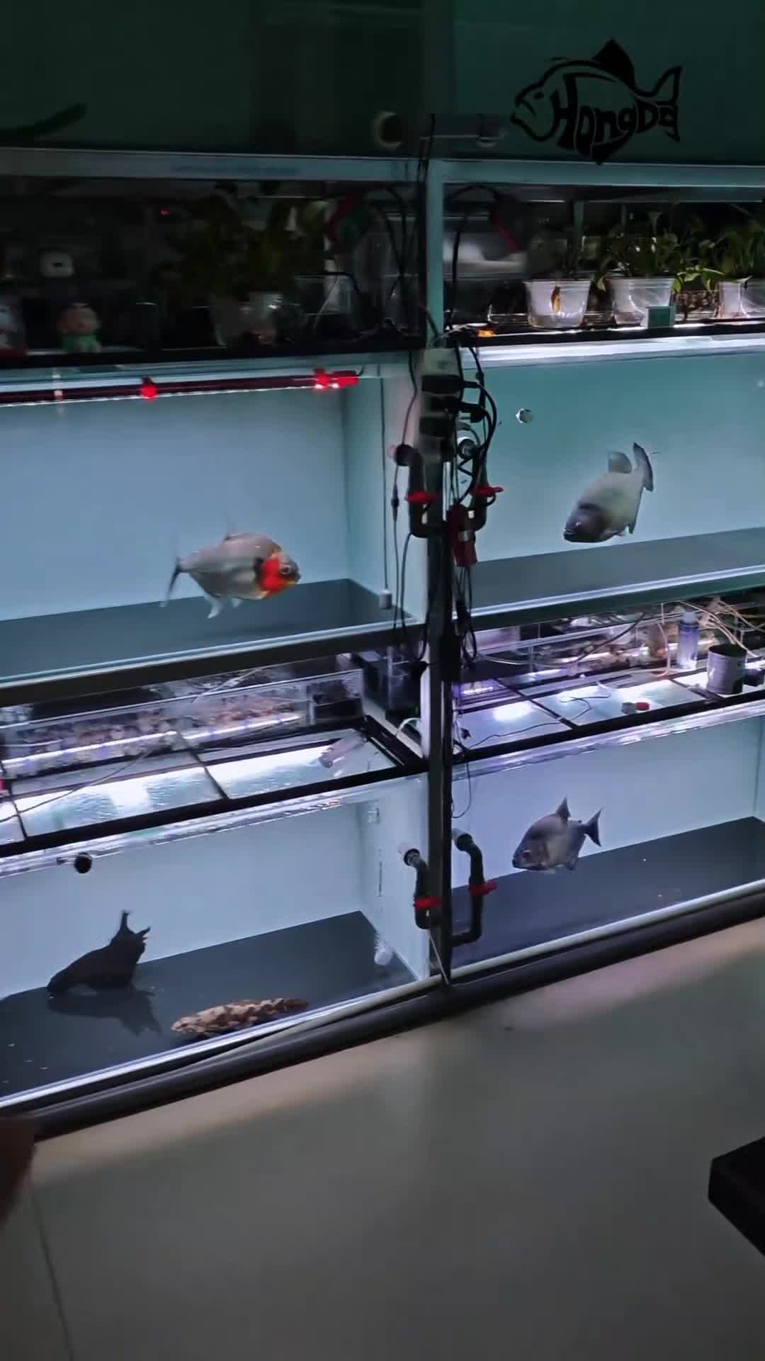 @Monsterfishkeeper