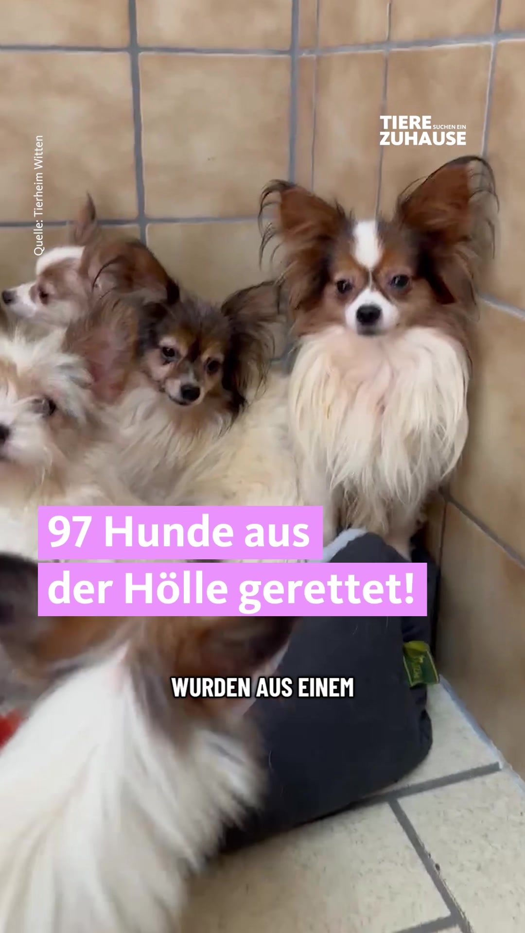 @Tiere suchen ein Zuhause