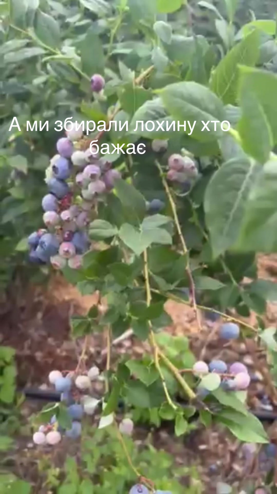 @Світлана