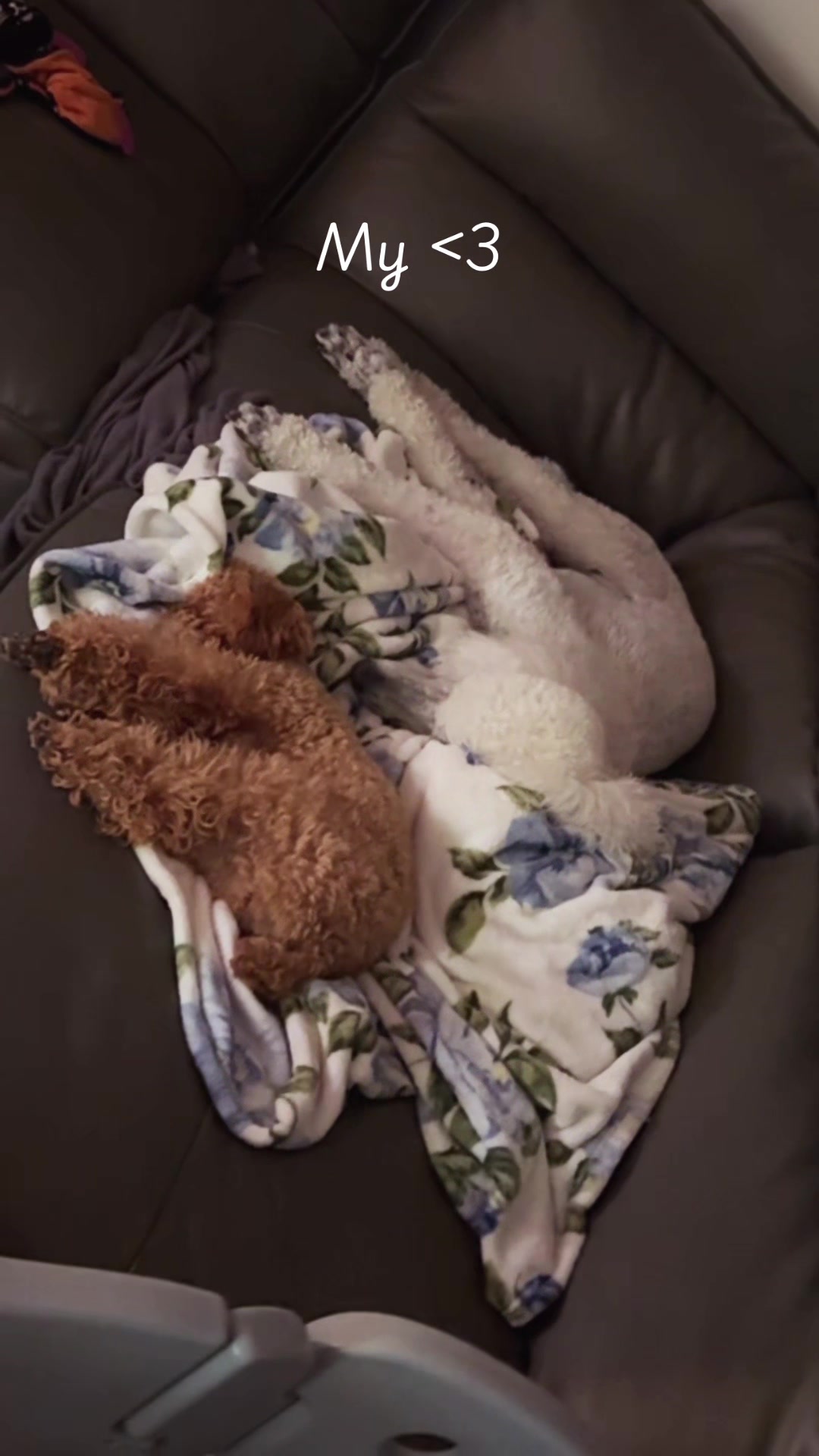 @packwalkdiaries