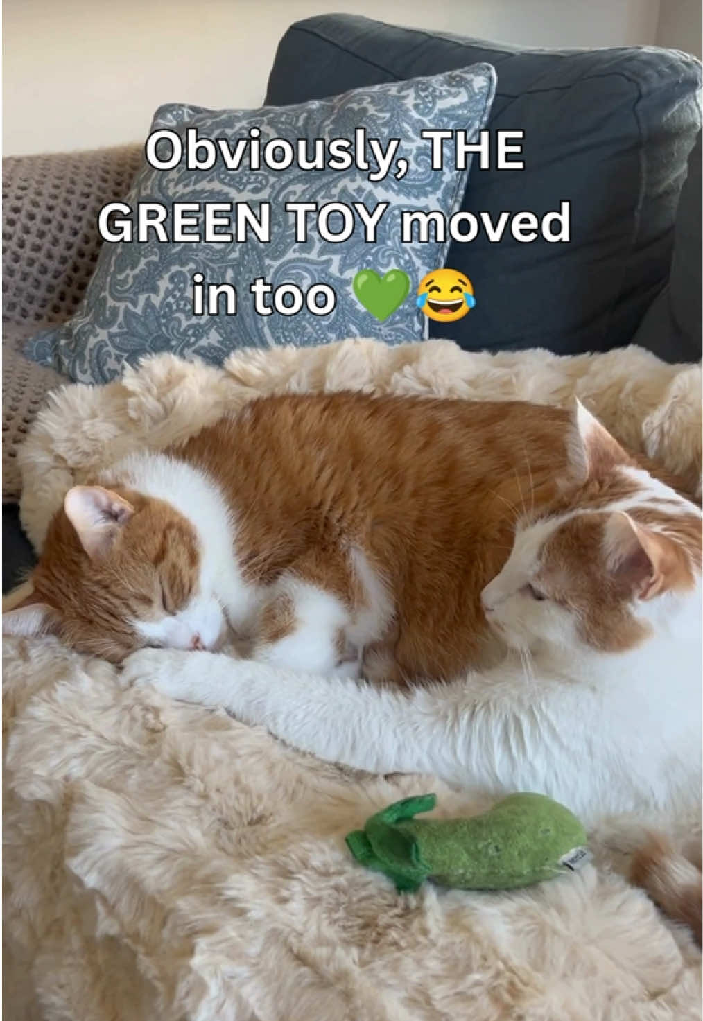@One and a Half Orange Cats