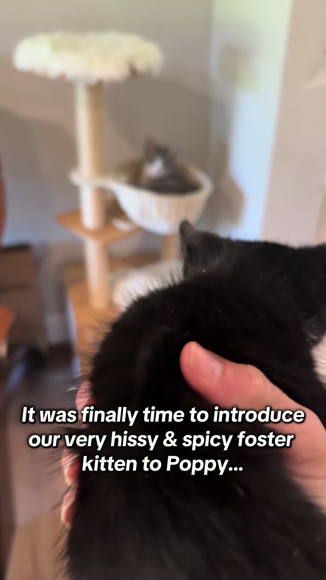 @soccercatmom