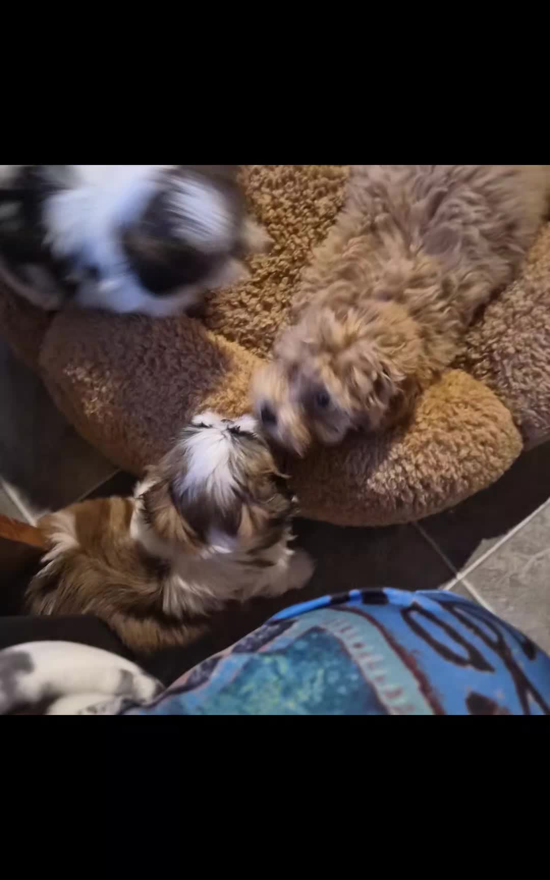 @Barb's Precious Pups