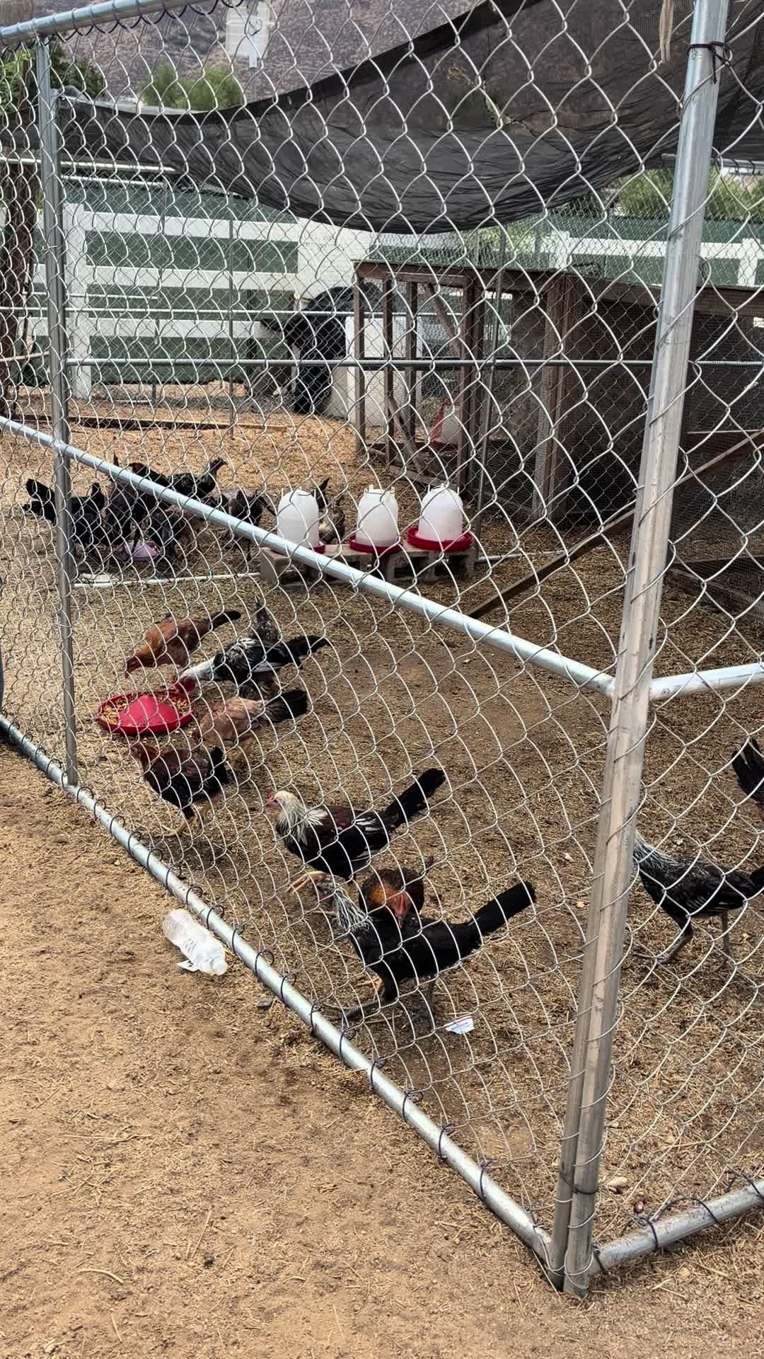 @A.MENDOZA.FARM.USA 74HWY