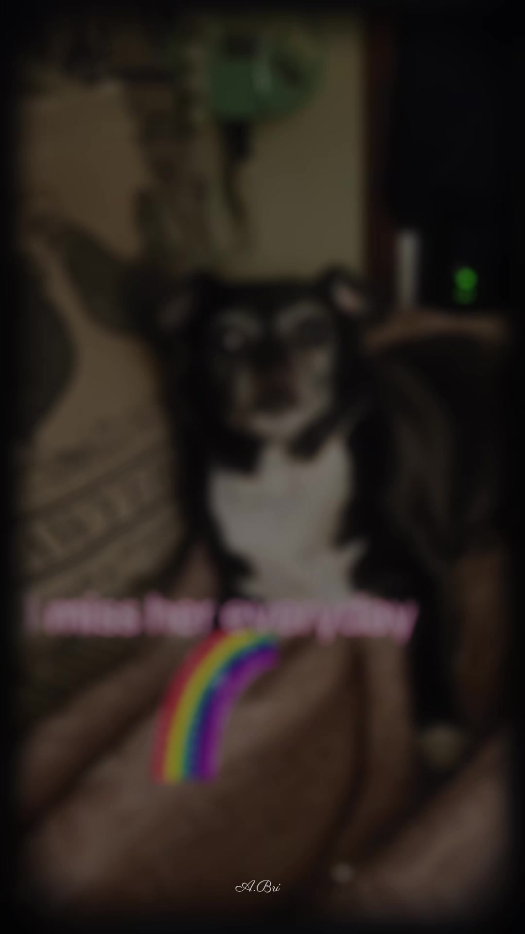 @bostonterrier7