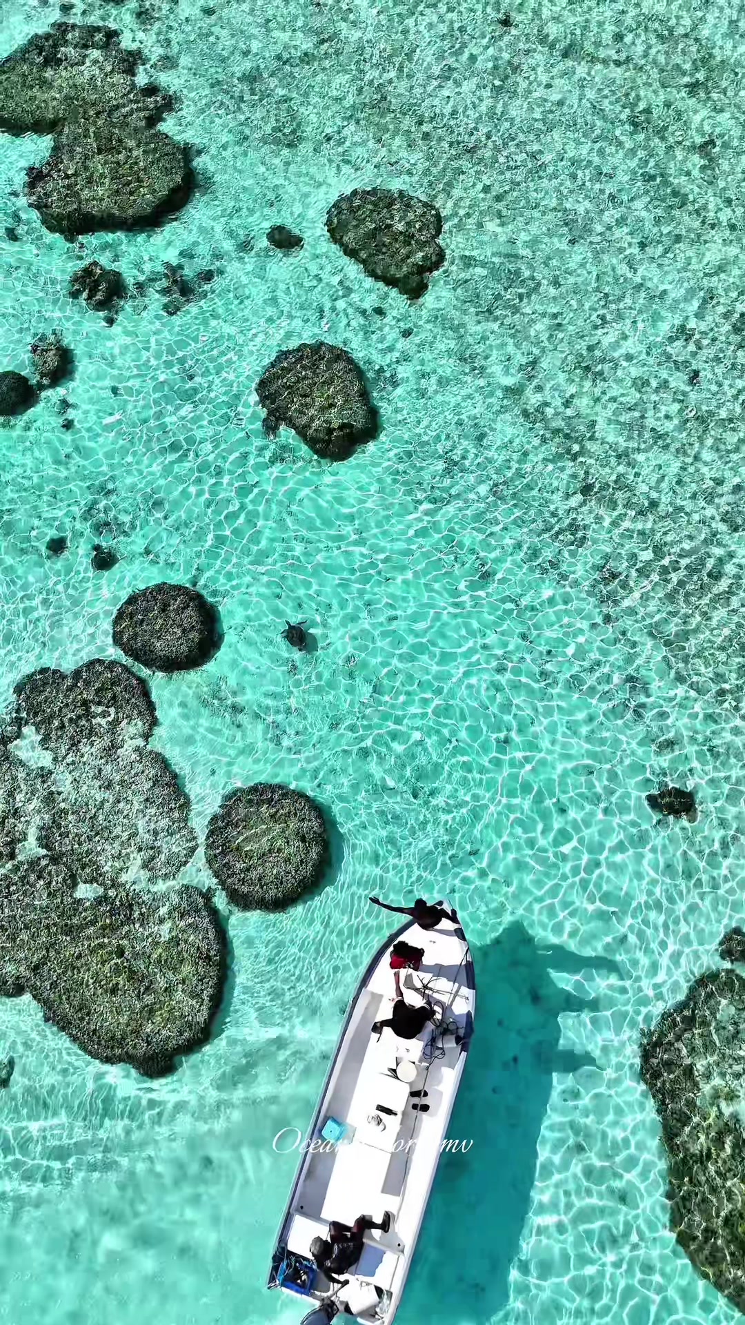 @Ocean|Explorer|Mv