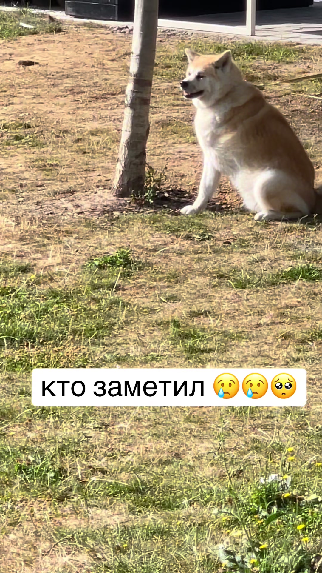 @Harut