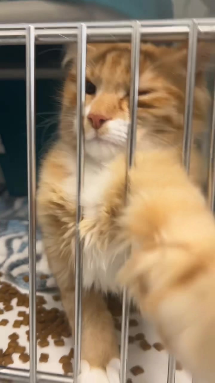@Calgary Humane Society