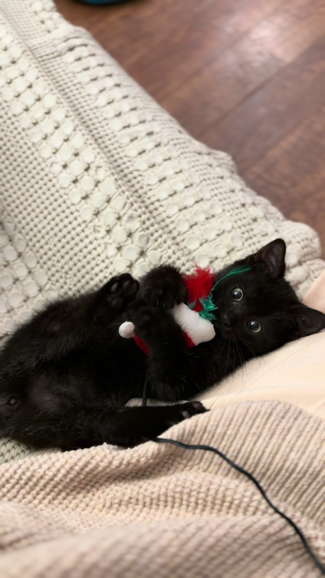 @poorbutfluffy