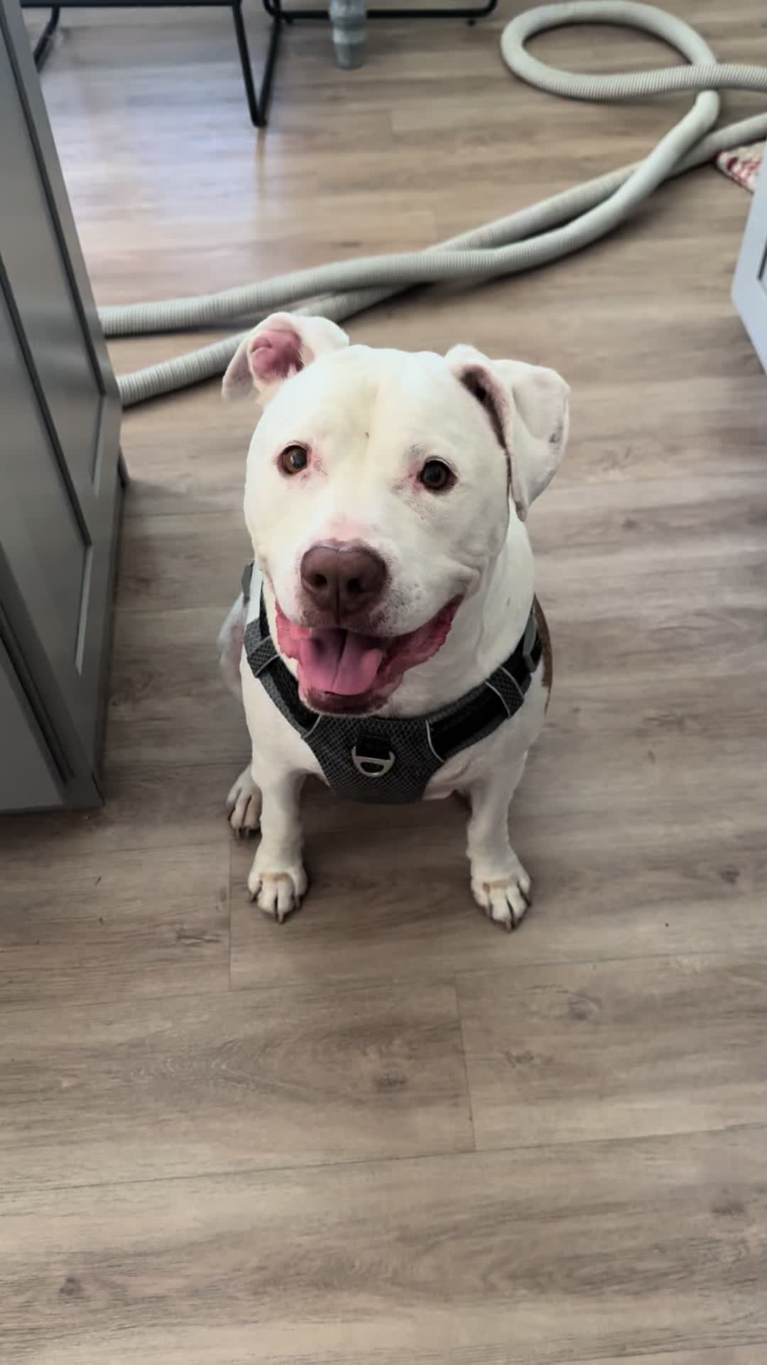 @DIOJI.the.DOG