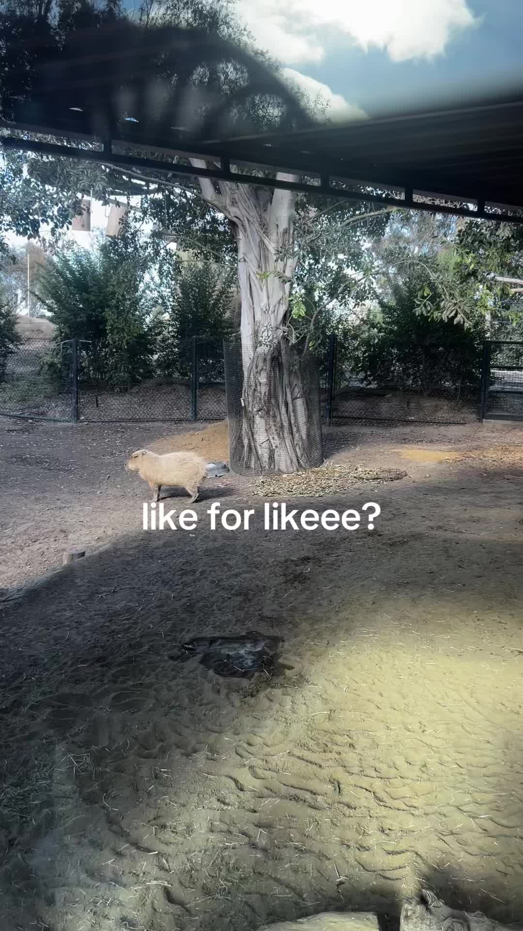 @like my reposts