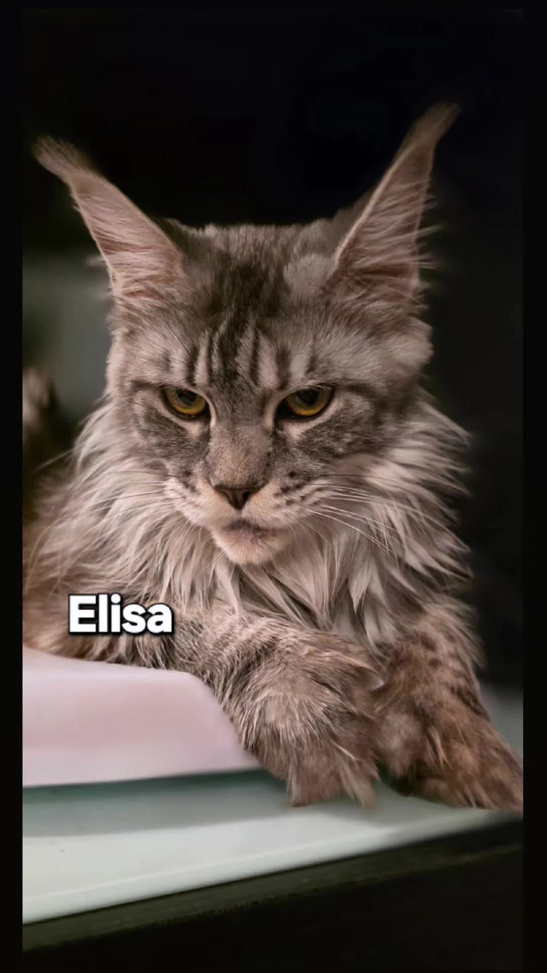@MaineCoon Royalty
