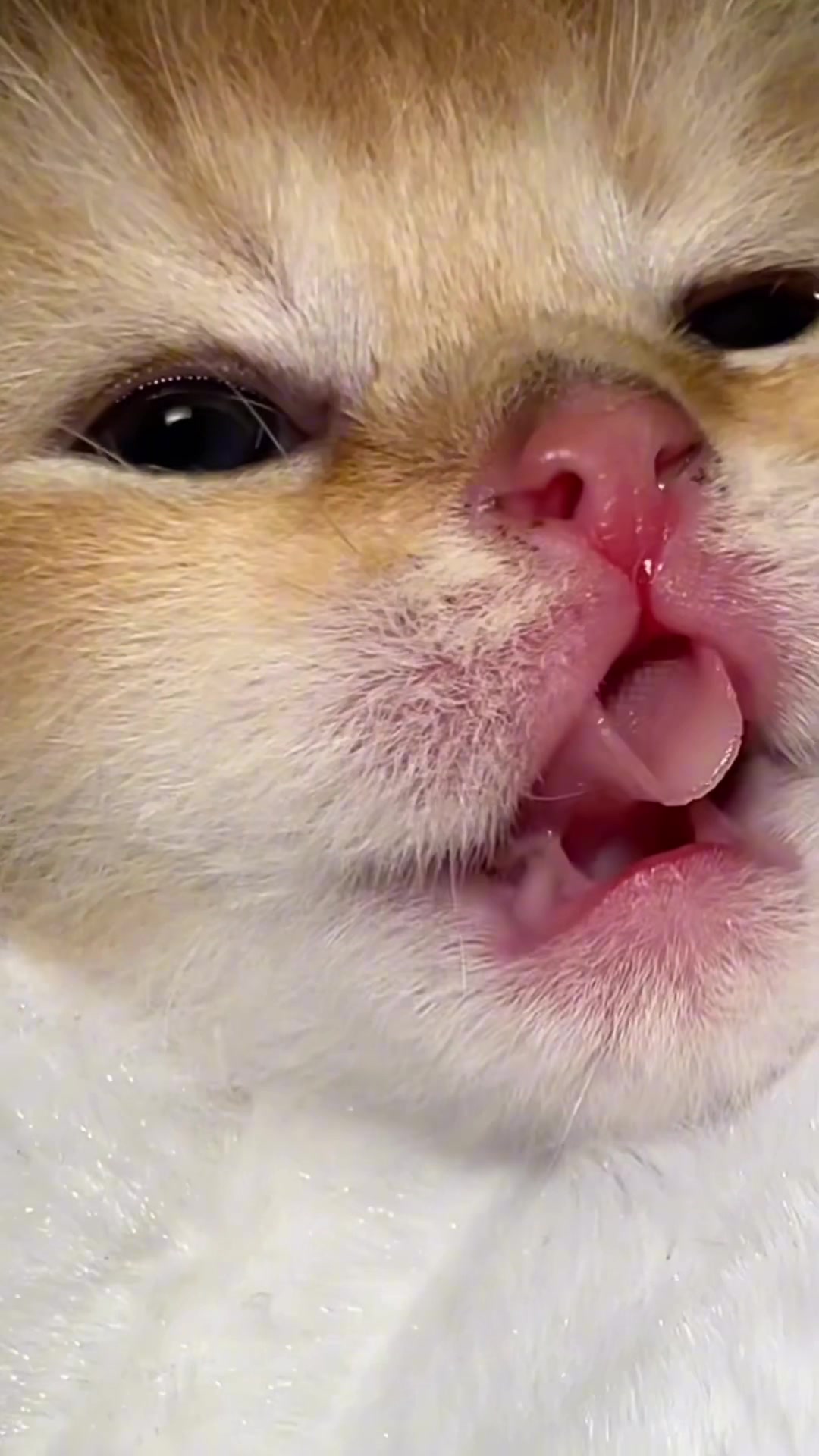 @Soothing Cats😻