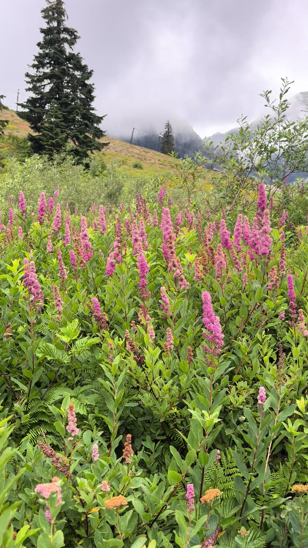 @LifeinthePNW