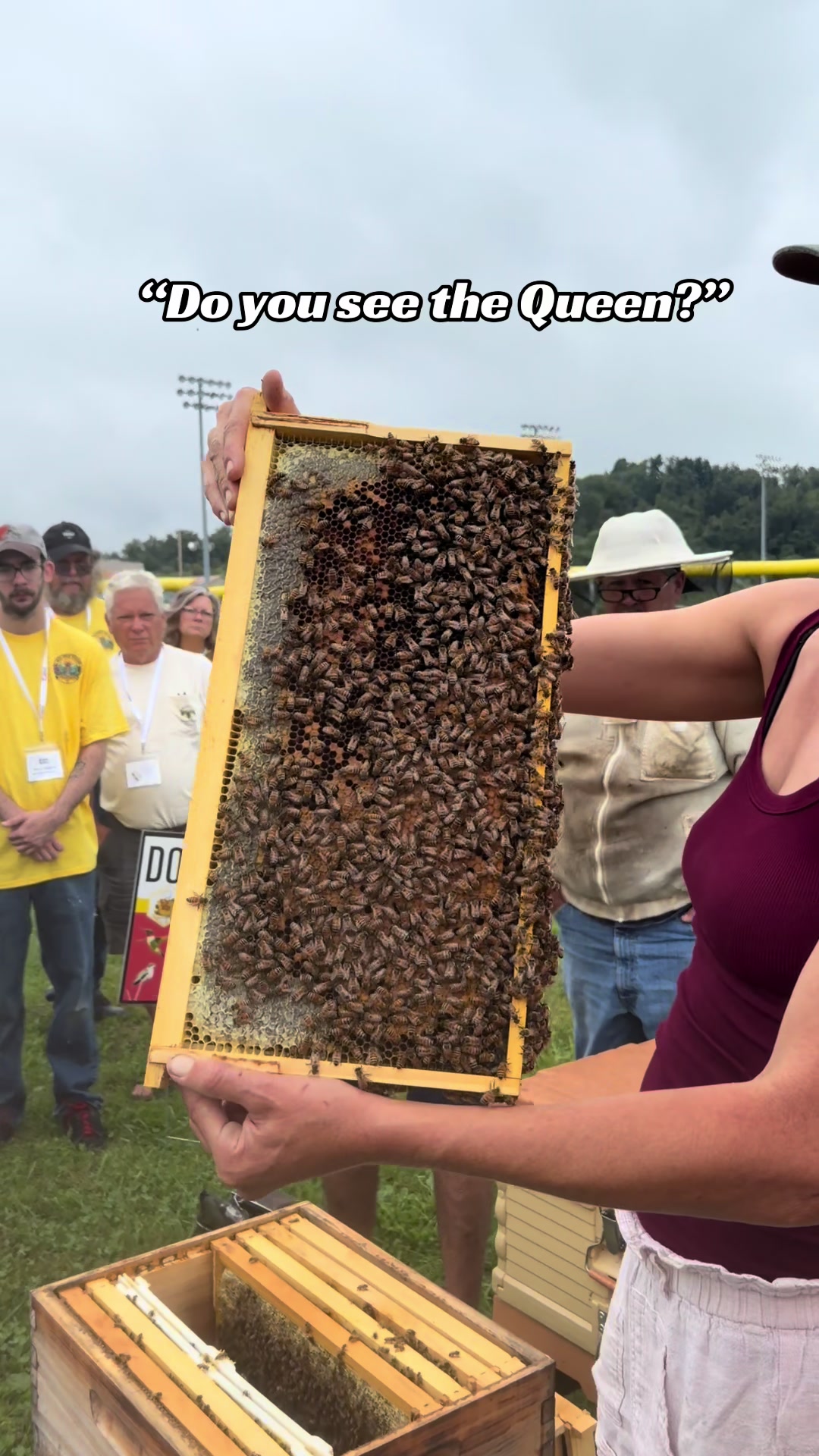 @Newbeeswv