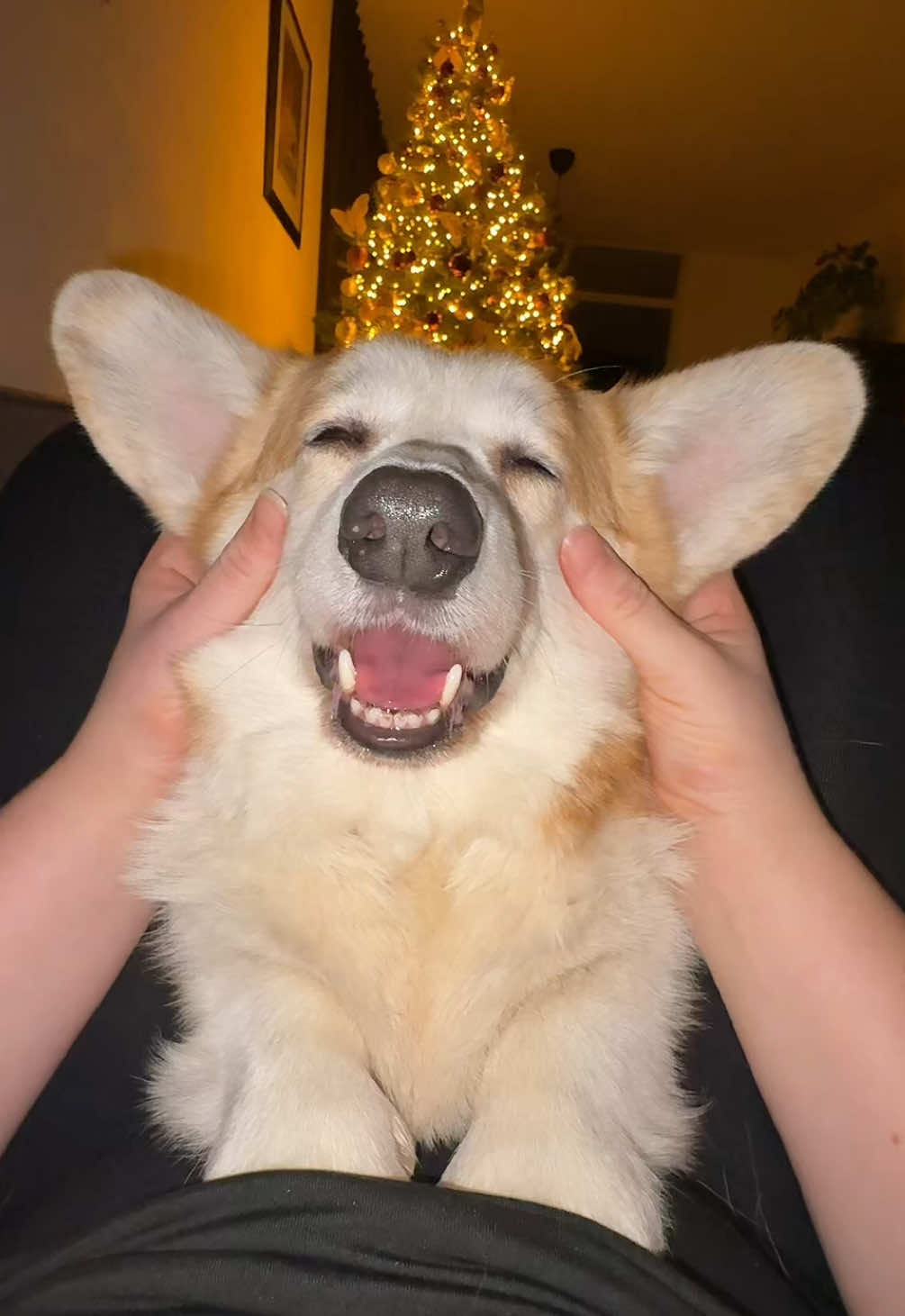 @Kickroll Corgi Charlie 🐶🚀
