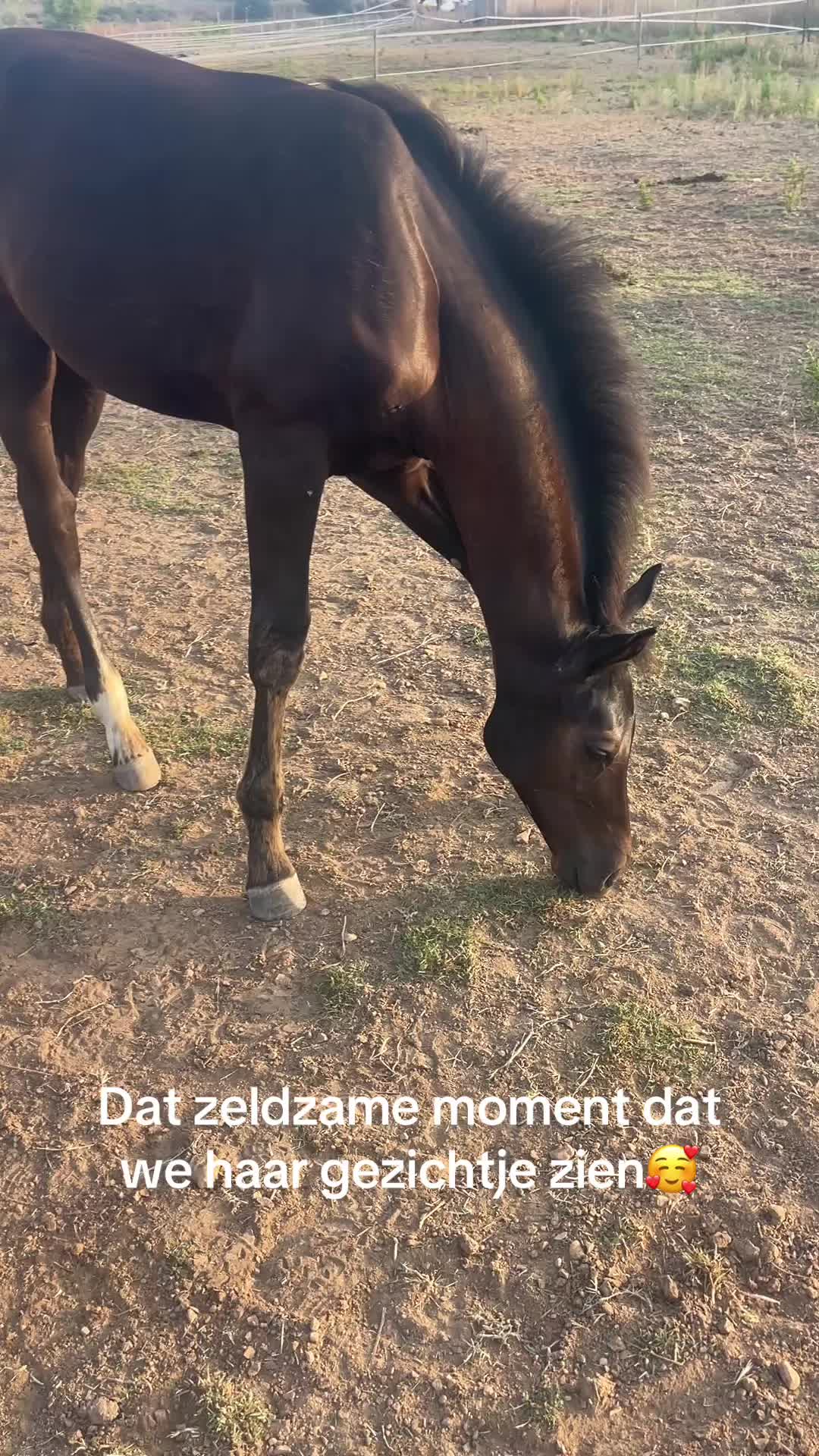 @Liesbeth-EquiViento🐴🇪🇸