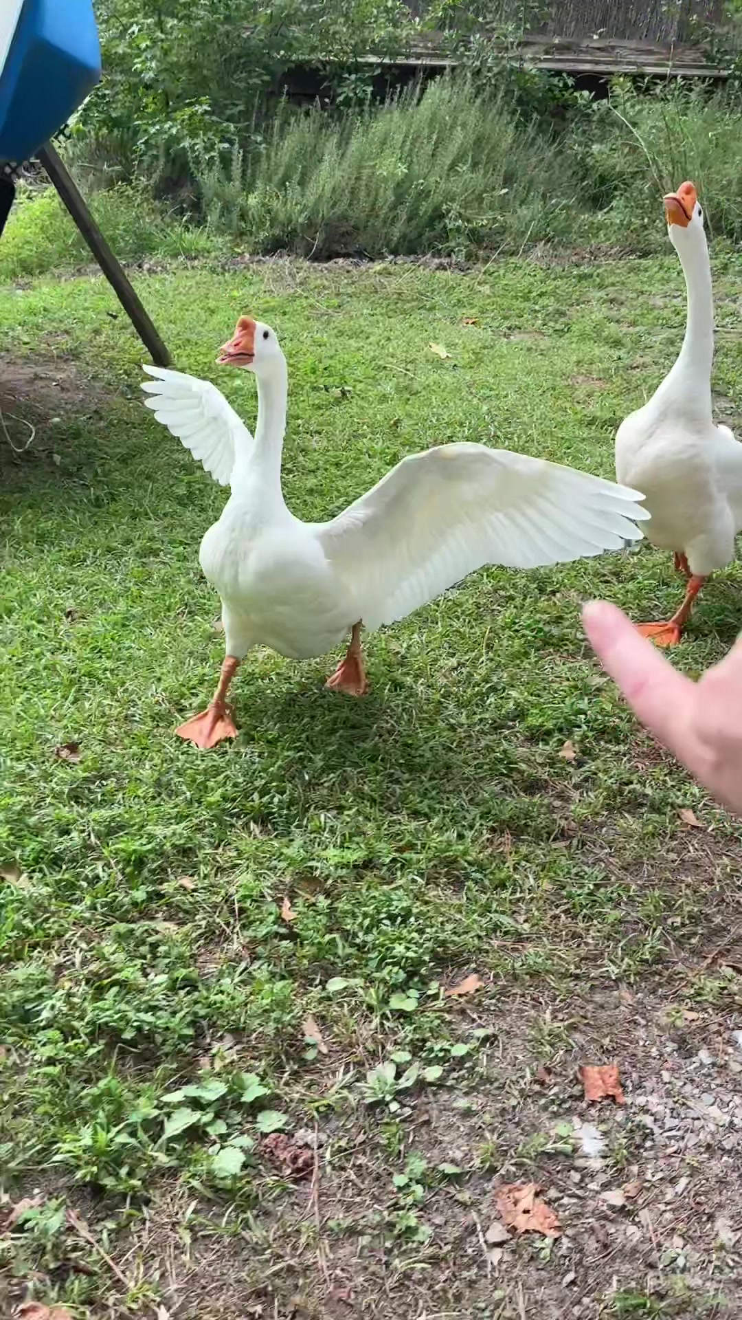 @Swamp_Contessa