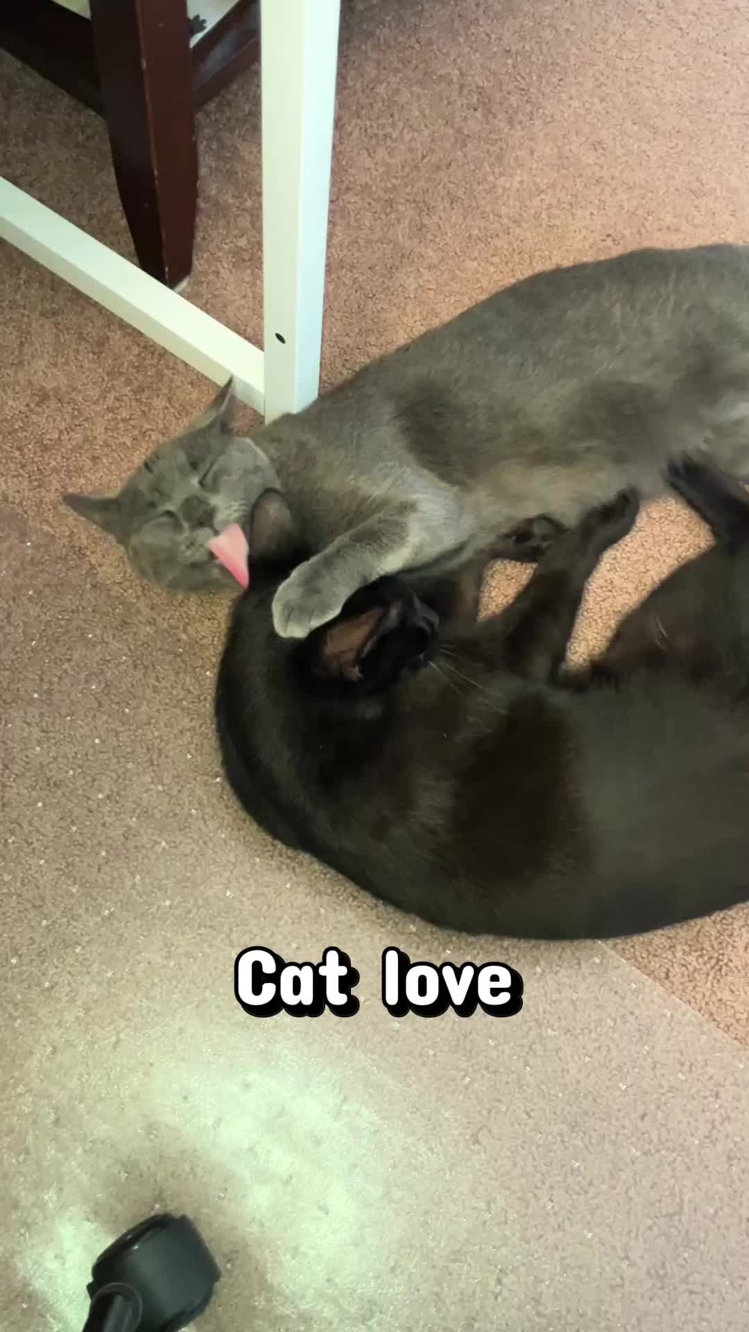 @DAISY, PETUNIA & COSMO