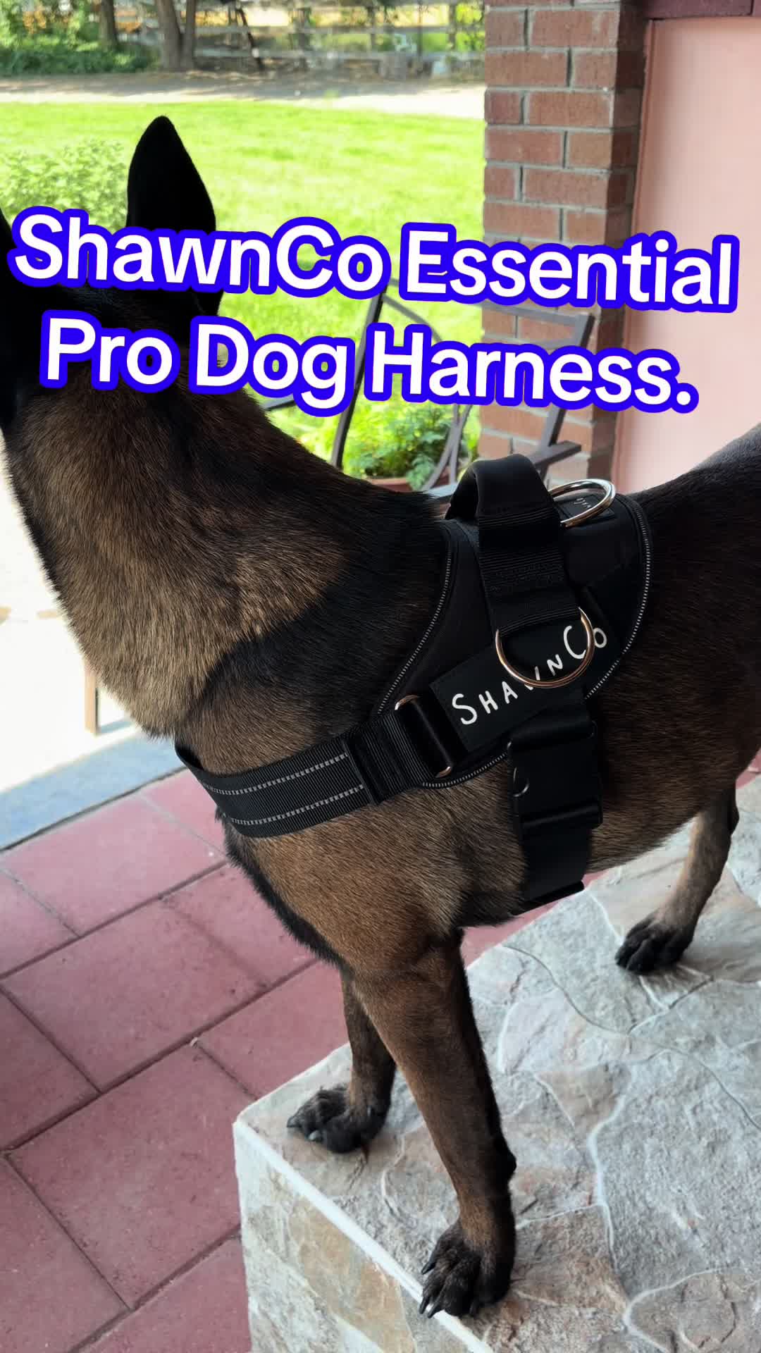 @bolo_belgianmalinois