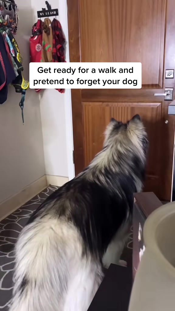 @Bandit The Husky