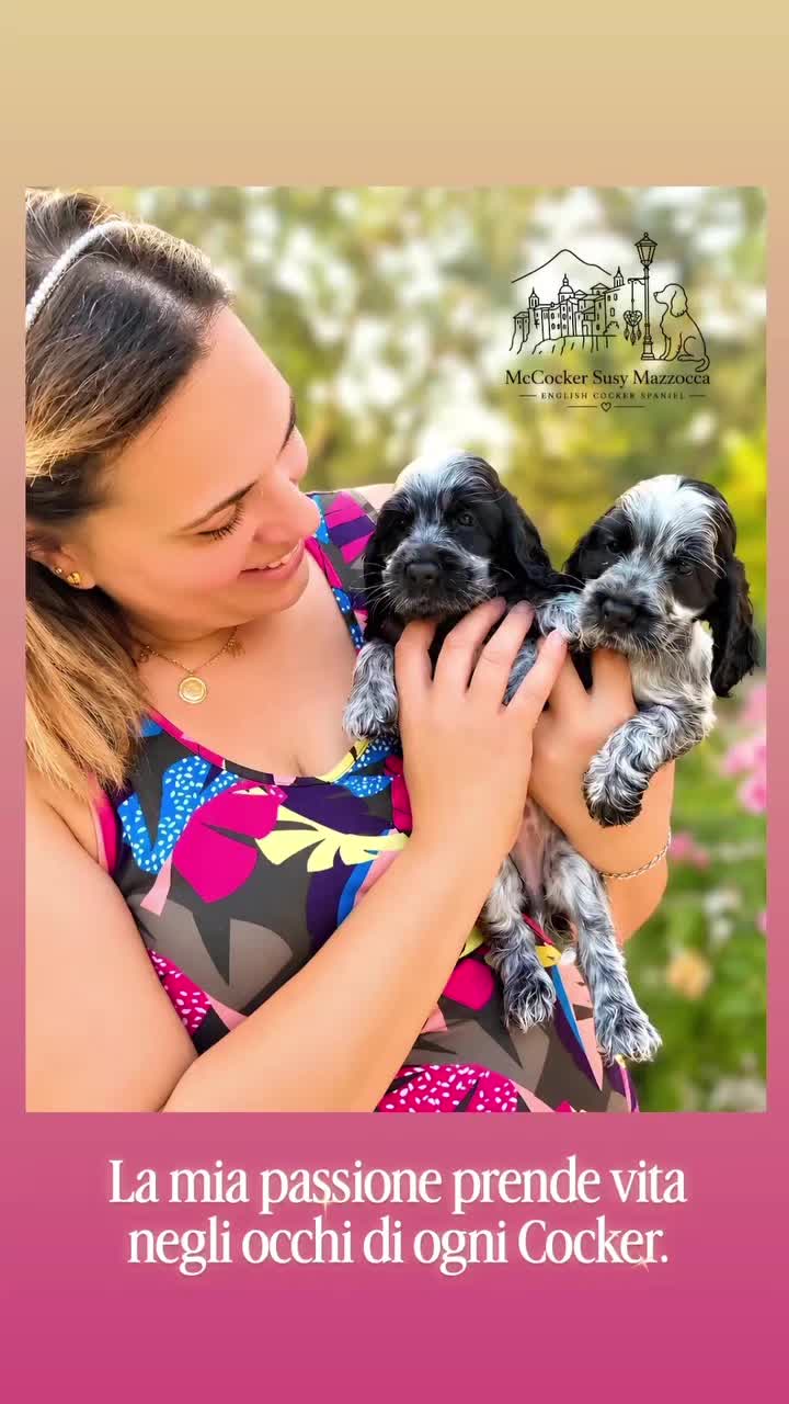 @McCocker EnglishCockerSpaniel