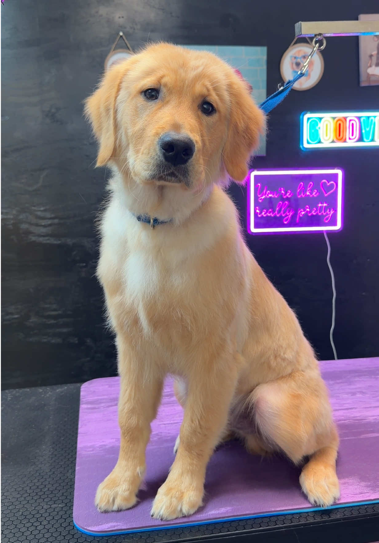 @DIRTY.PAWS.PETSALON